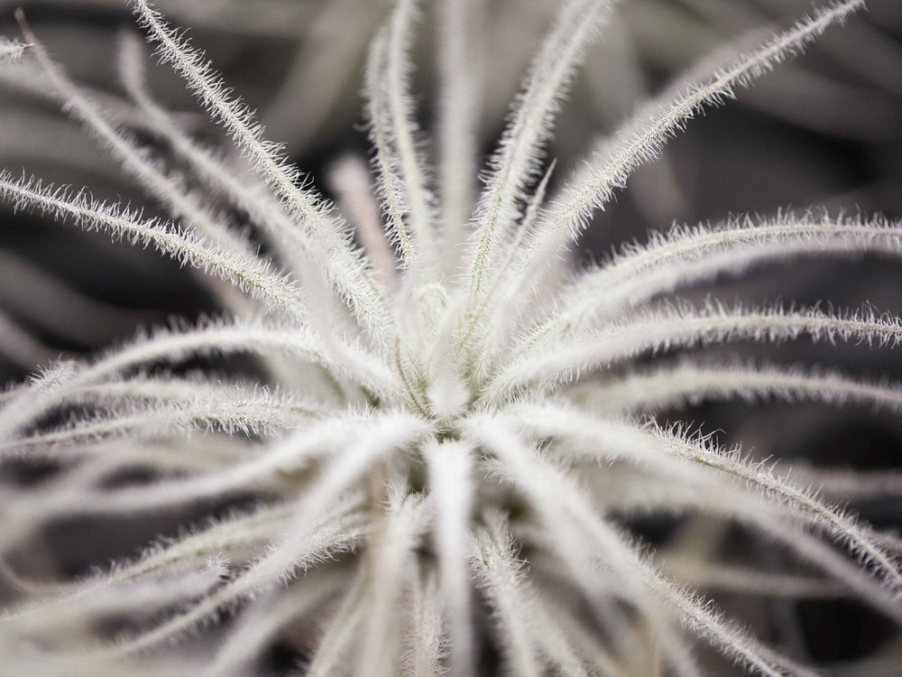 Jumbo Tillandsia Tectorum Ecuador Air Plant