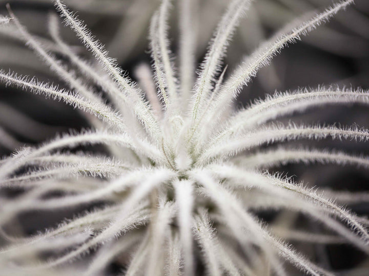 Tillandsia Tectorum Ecuador Air Plant