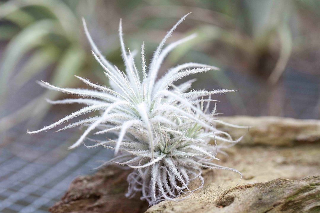 Tillandsia Tectorum Ecuador Air Plant