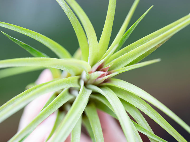 Wholesale: Ionantha Brachycaulos X Ionantha 'Victoriana' Air Plants