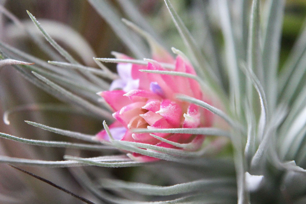 Pink Table Airplant Terrarium –