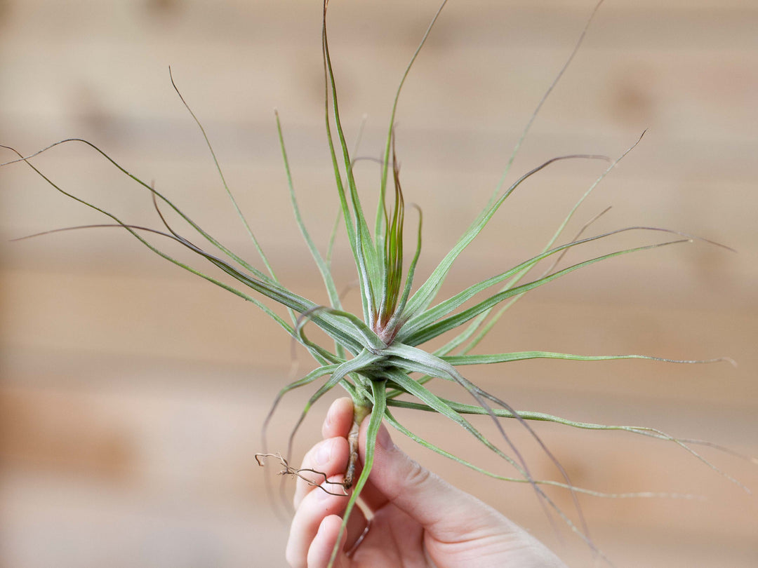 Hand Holding a Tillandsia schiedeana air plant