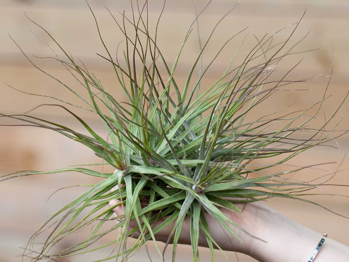 Hand Holding a Tillandsia schiedeana air plant Clump