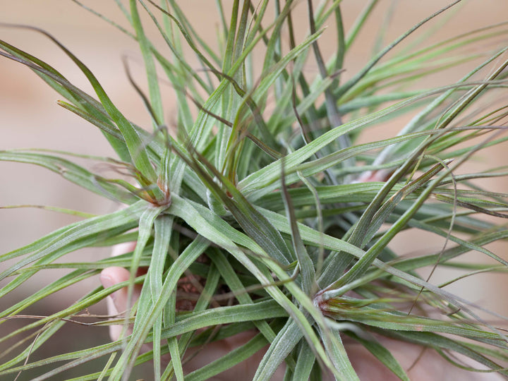 Close up of a Tillandsia Schiedeana Air Plant Clump