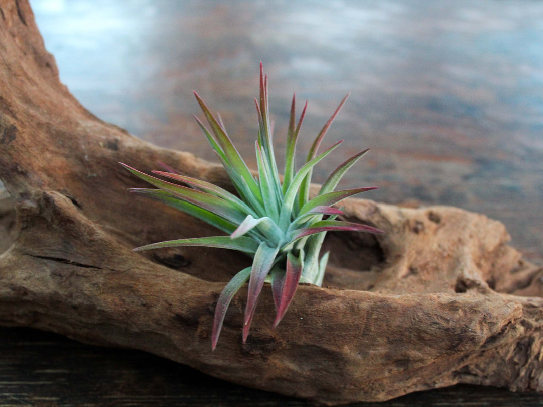 Tillandsia Velutina Air Plant