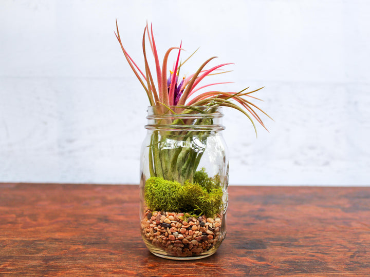 Tillandsia 'Victoriana' (Ionantha X Brachycaulos) Hybrid Air Plant