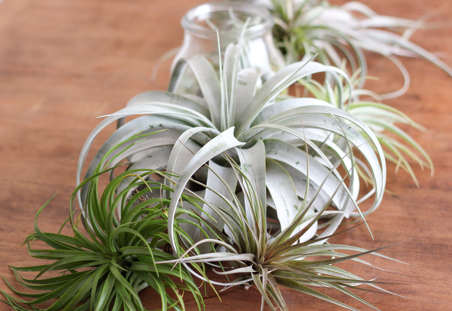 Tillandsia Xerographica and Assorted Jumbo Air Plants