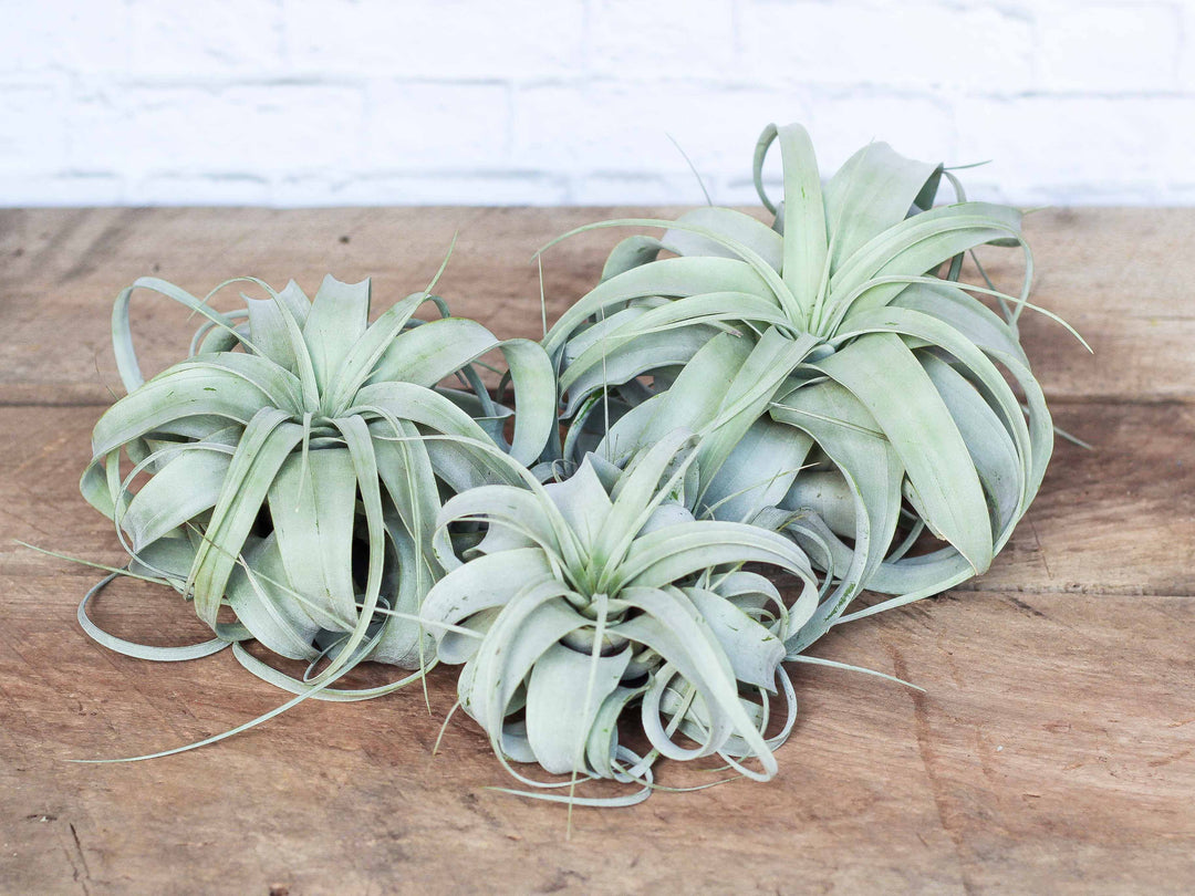 3 Large T. Xerographica for $36